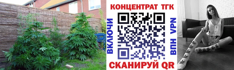 купить   Плёс  ТГК гашишное масло 